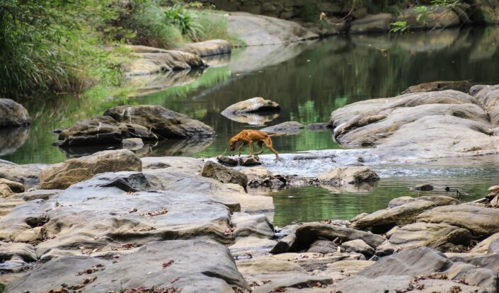 Creature Photography